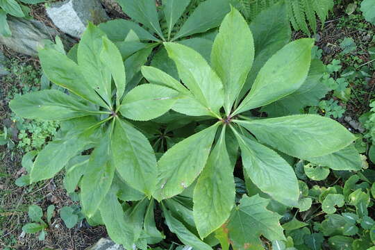 Image of Helleborus odorus subsp. cyclophyllus (A. Braun) Strid