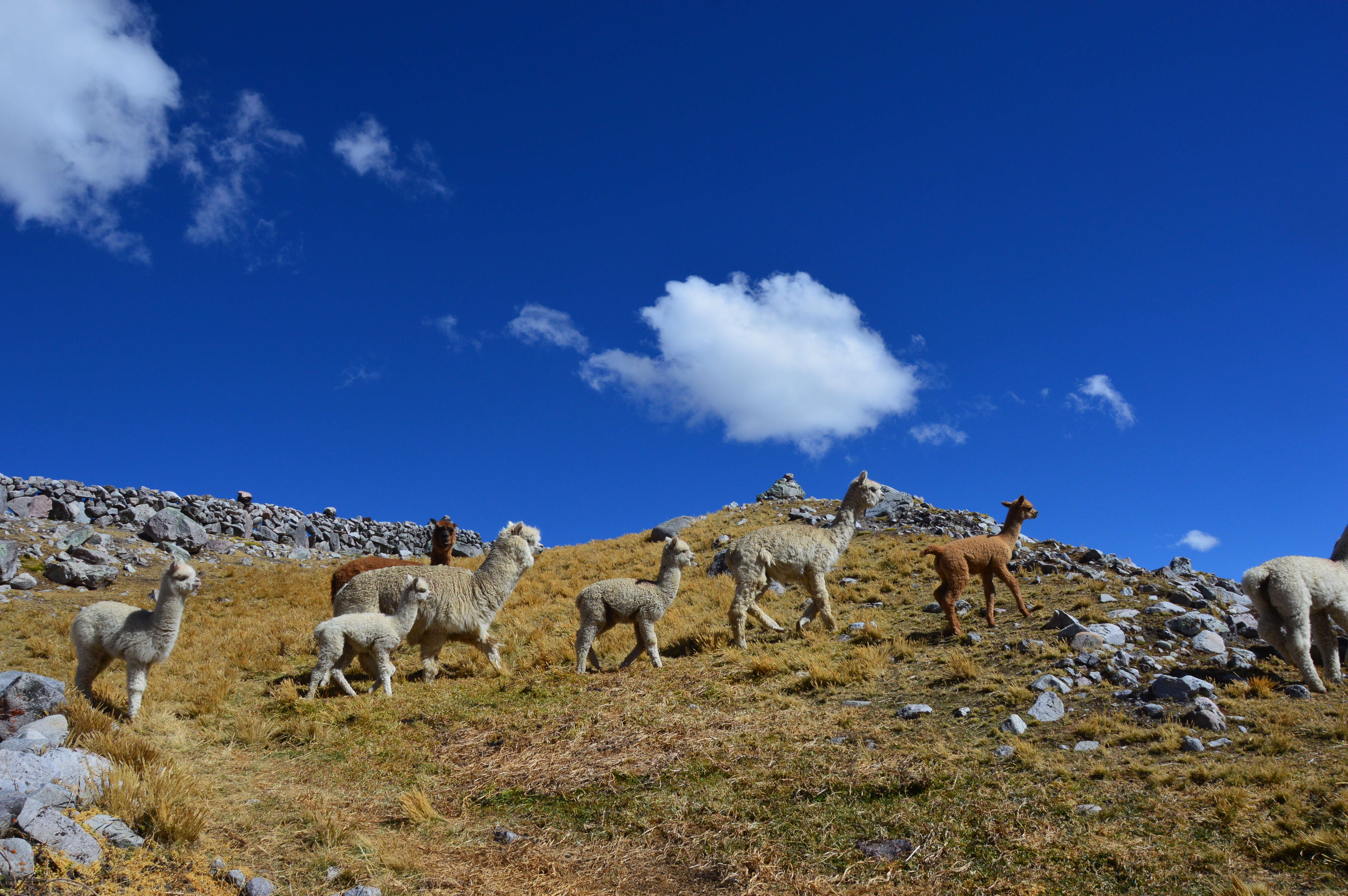 Image of Alpaca