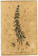 Image of Rosemary