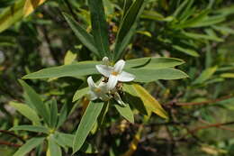 Image of Daphne caucasica Pall.