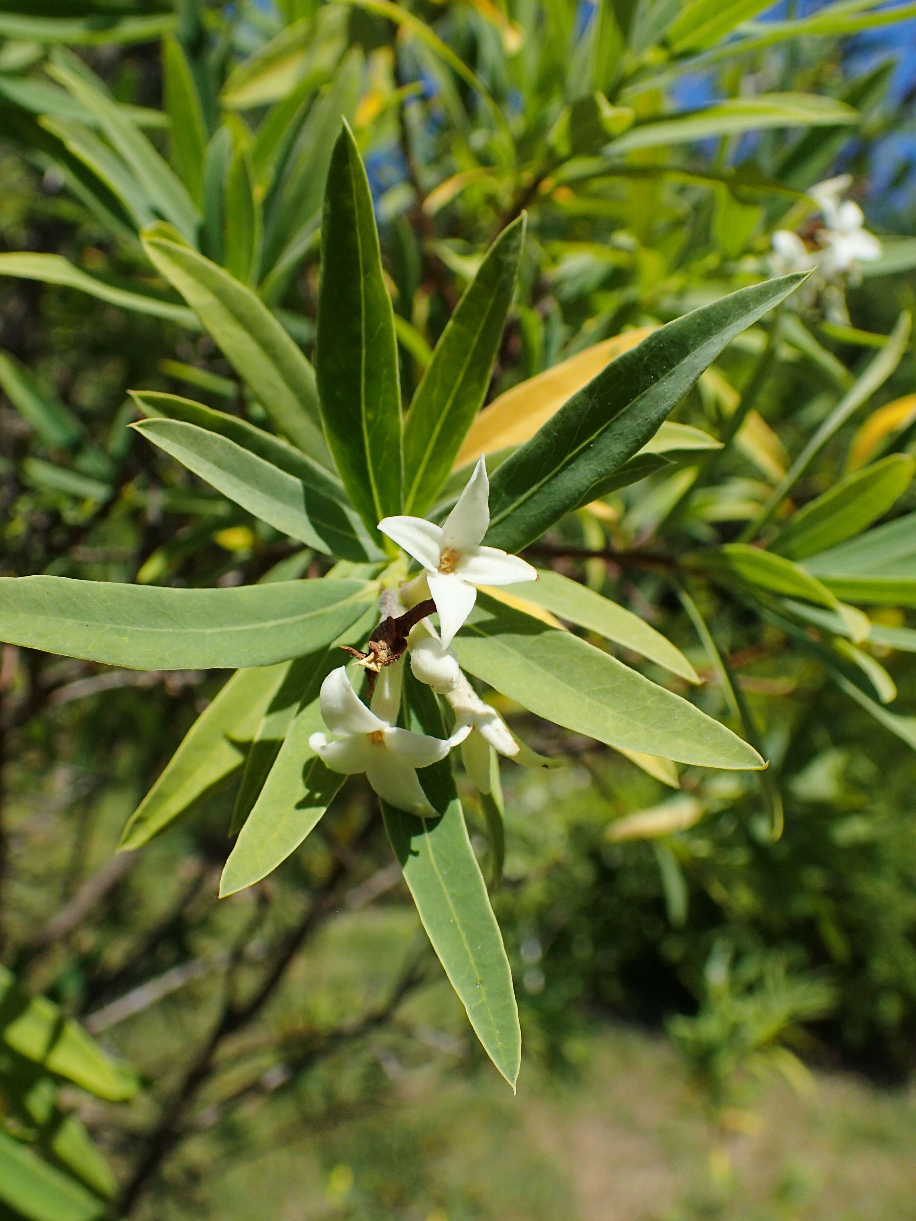 Image of Daphne caucasica Pall.