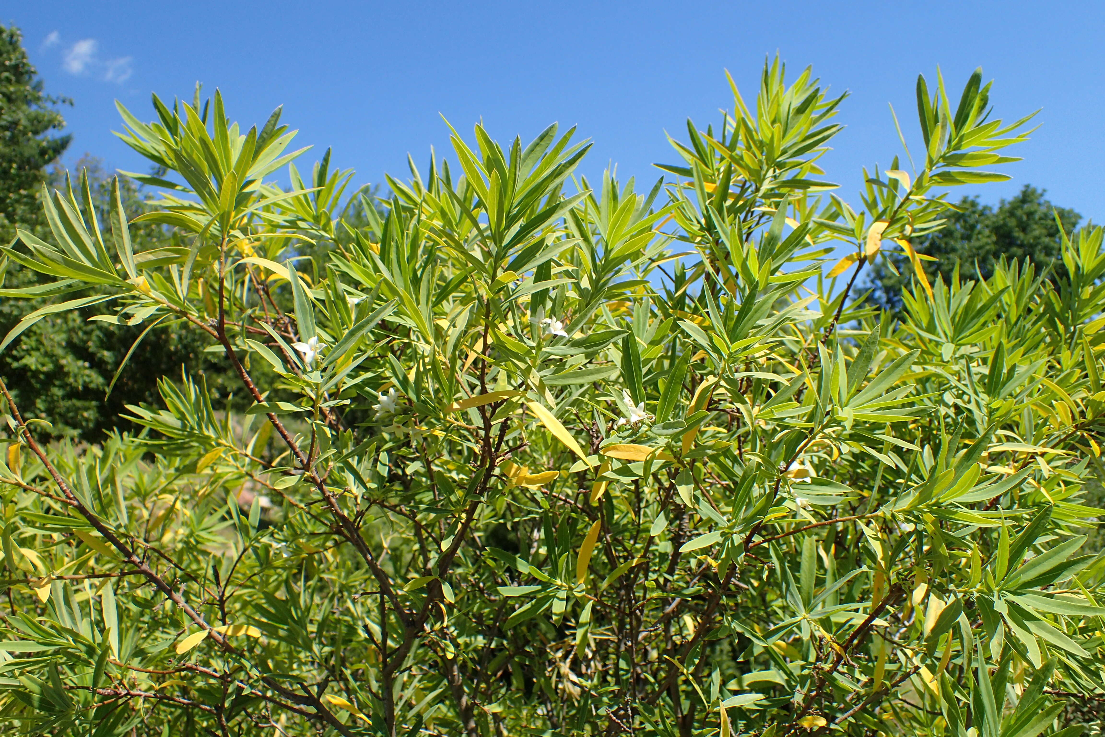 Image of Daphne caucasica Pall.