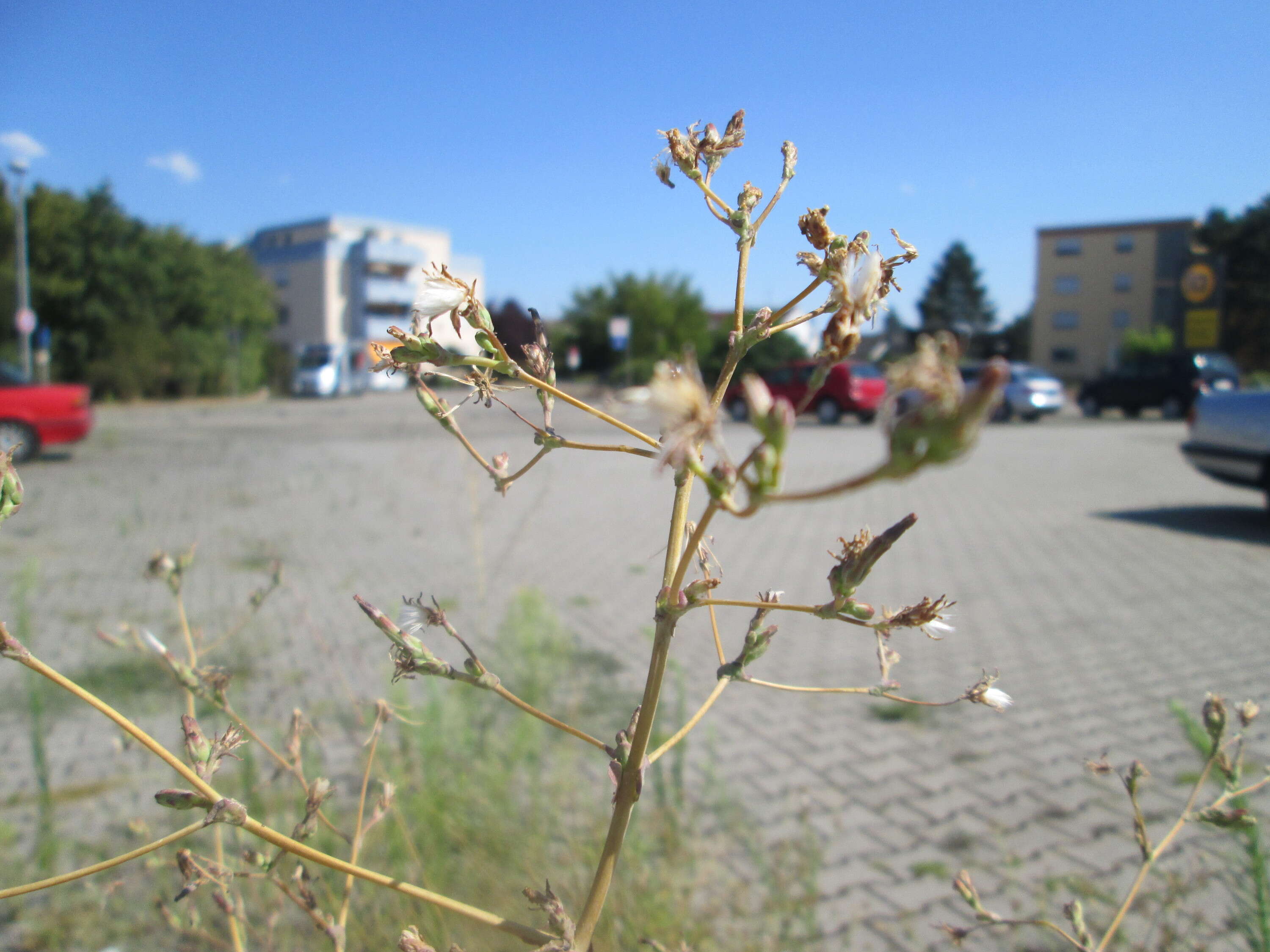 Image of prickly lettuce