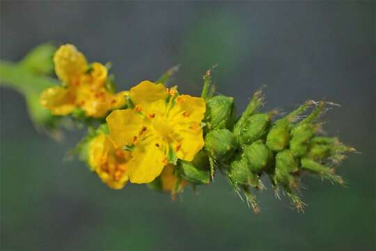 Image of Agrimonia pilosa Ledeb.