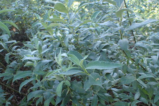 Image of Salix lapponum L.