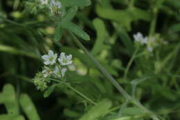 Pholistoma membranaceum (Benth.) Constance resmi