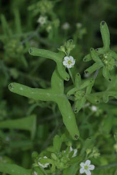 Image de Pholistoma membranaceum (Benth.) Constance