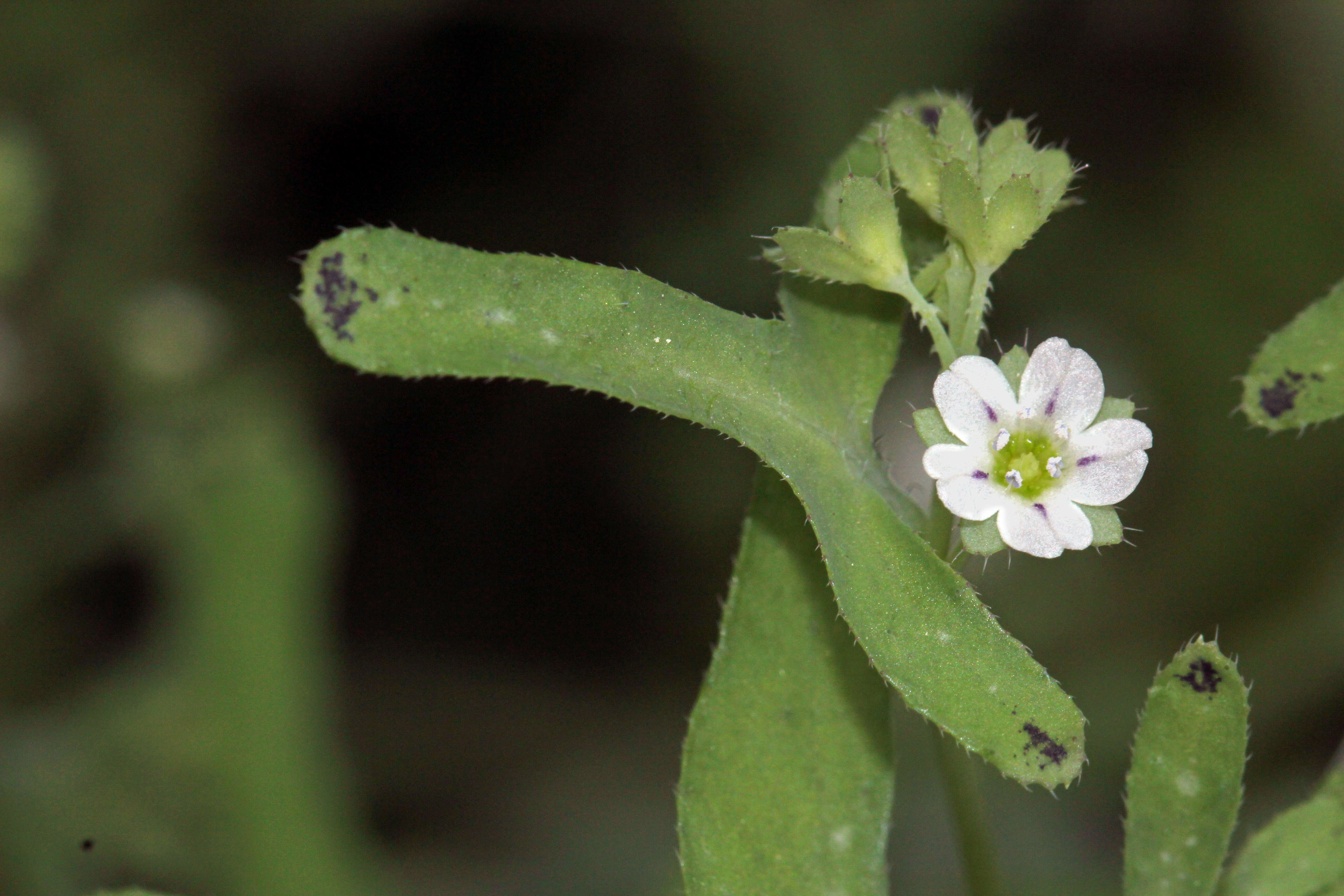 Pholistoma membranaceum (Benth.) Constance resmi