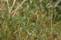 Prunus fasciculata (Torr.) Gray resmi