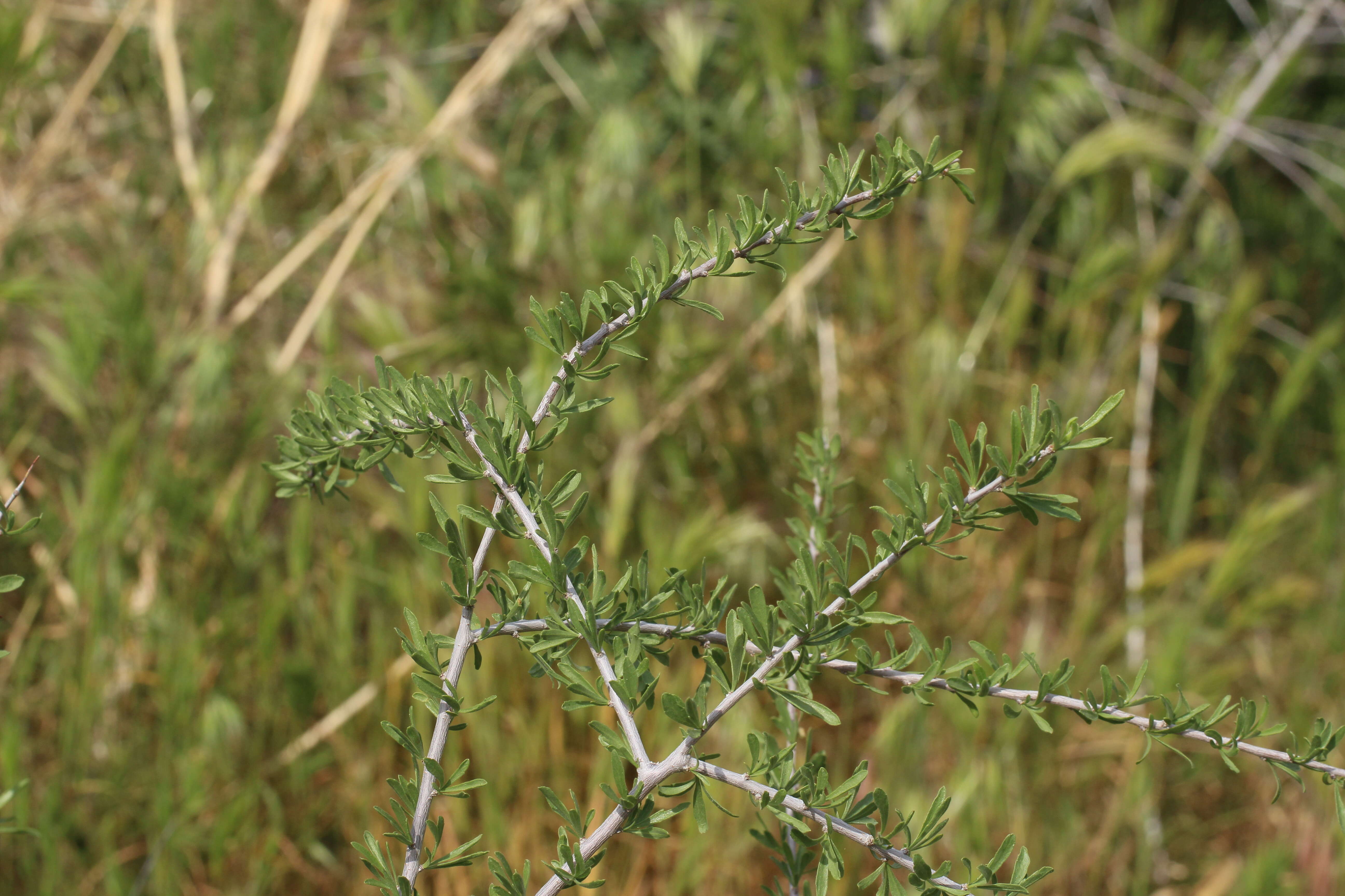 Prunus fasciculata (Torr.) Gray resmi