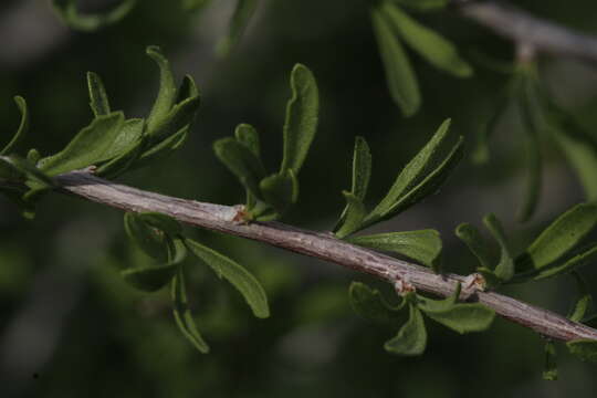 Prunus fasciculata (Torr.) Gray resmi