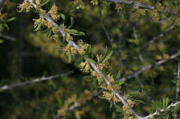 Prunus fasciculata (Torr.) Gray resmi