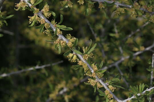 Prunus fasciculata (Torr.) Gray resmi