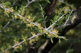 Prunus fasciculata (Torr.) Gray resmi