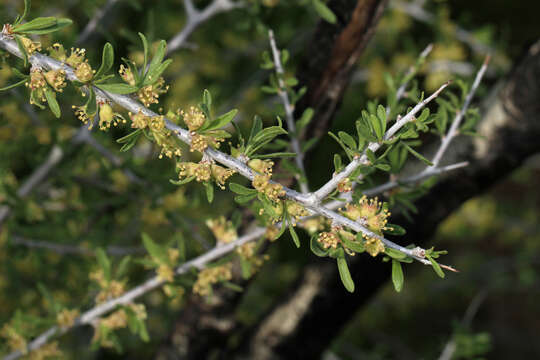 Prunus fasciculata (Torr.) Gray resmi