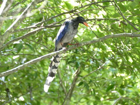 صورة Urocissa caerulea Gould 1863