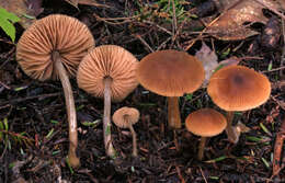 Image of Entoloma cetratum (Fr.) M. M. Moser 1978