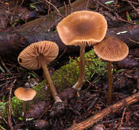 Image of Entoloma cetratum (Fr.) M. M. Moser 1978