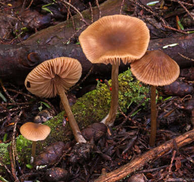 Image of Entoloma cetratum (Fr.) M. M. Moser 1978