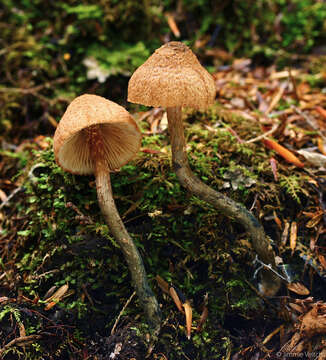 Image of Inocybe calamistrata (Fr.) Gillet 1876