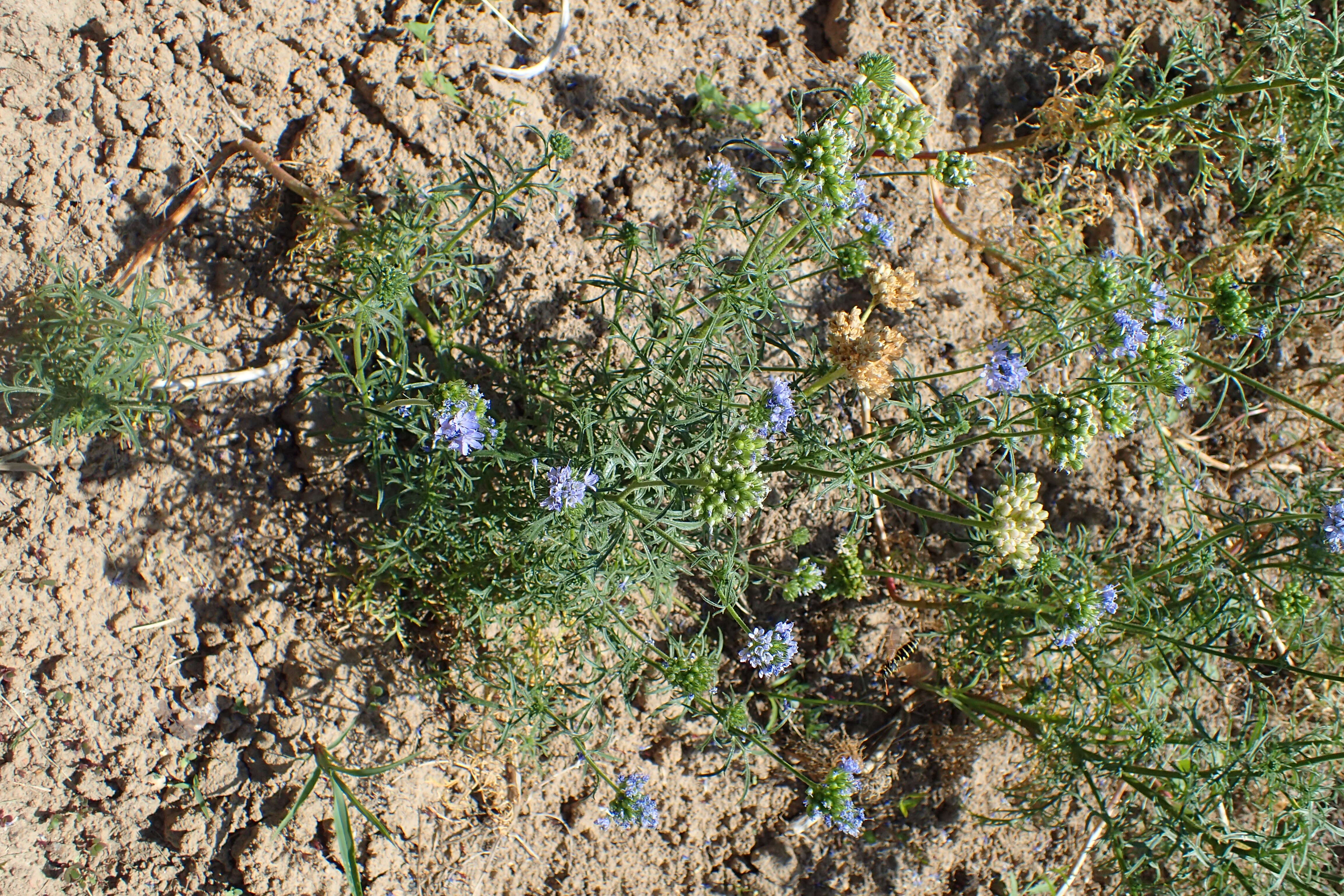 Image of bluehead gilia