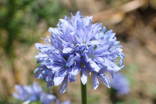 Image of bluehead gilia