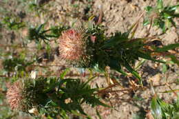 Image de Ipomopsis rubra (L.) Wherry