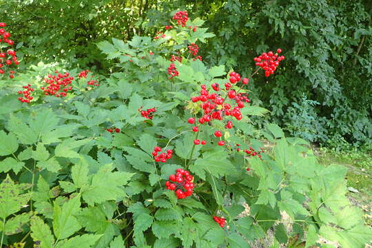 Imagem de Actaea rubra (Ait.) Willd.