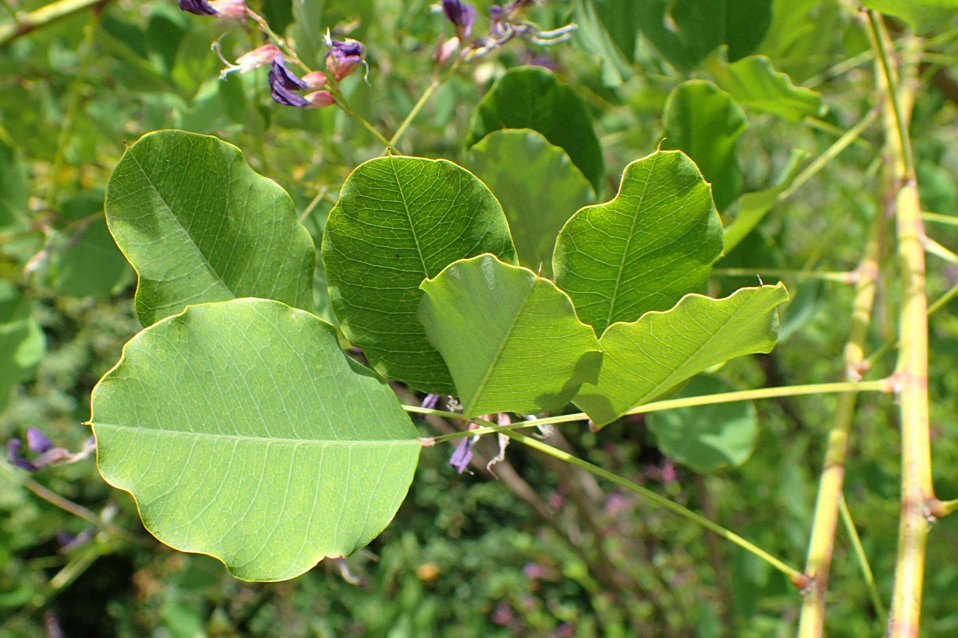 Image of bicolor lespedeza