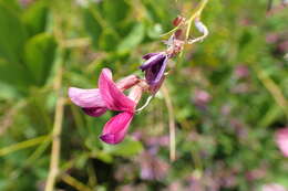 Image of bicolor lespedeza