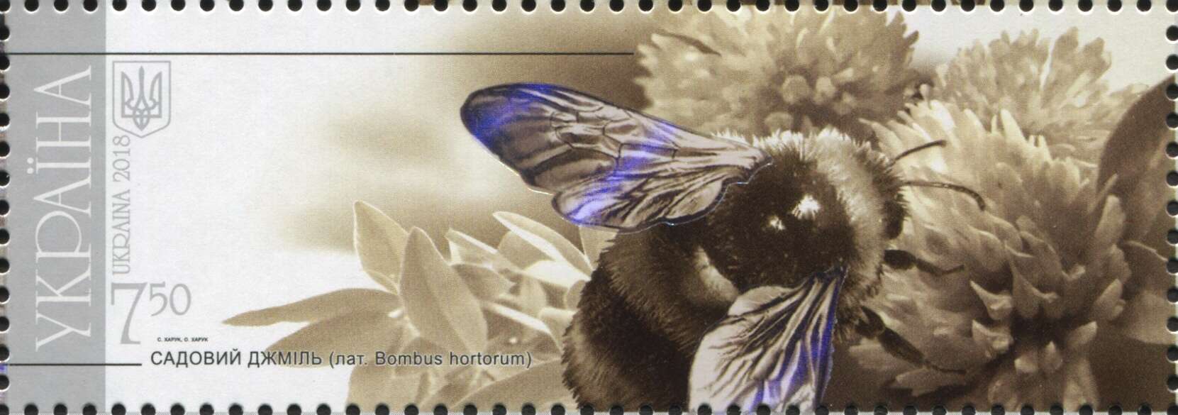 Image of Small garden bumblebee