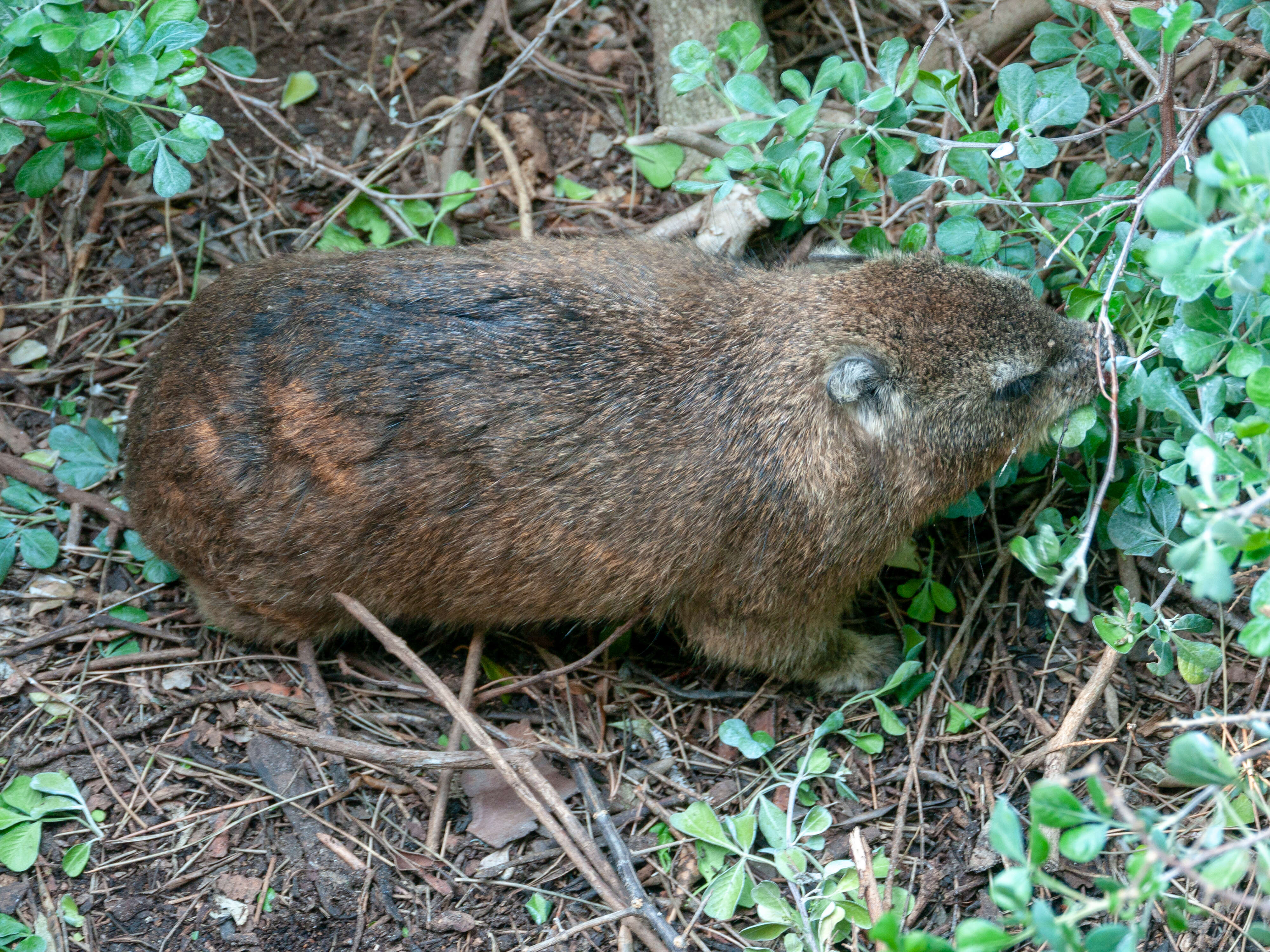 Image of Rock Hyrax