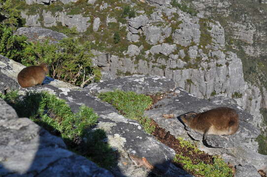 Image of Rock Hyrax