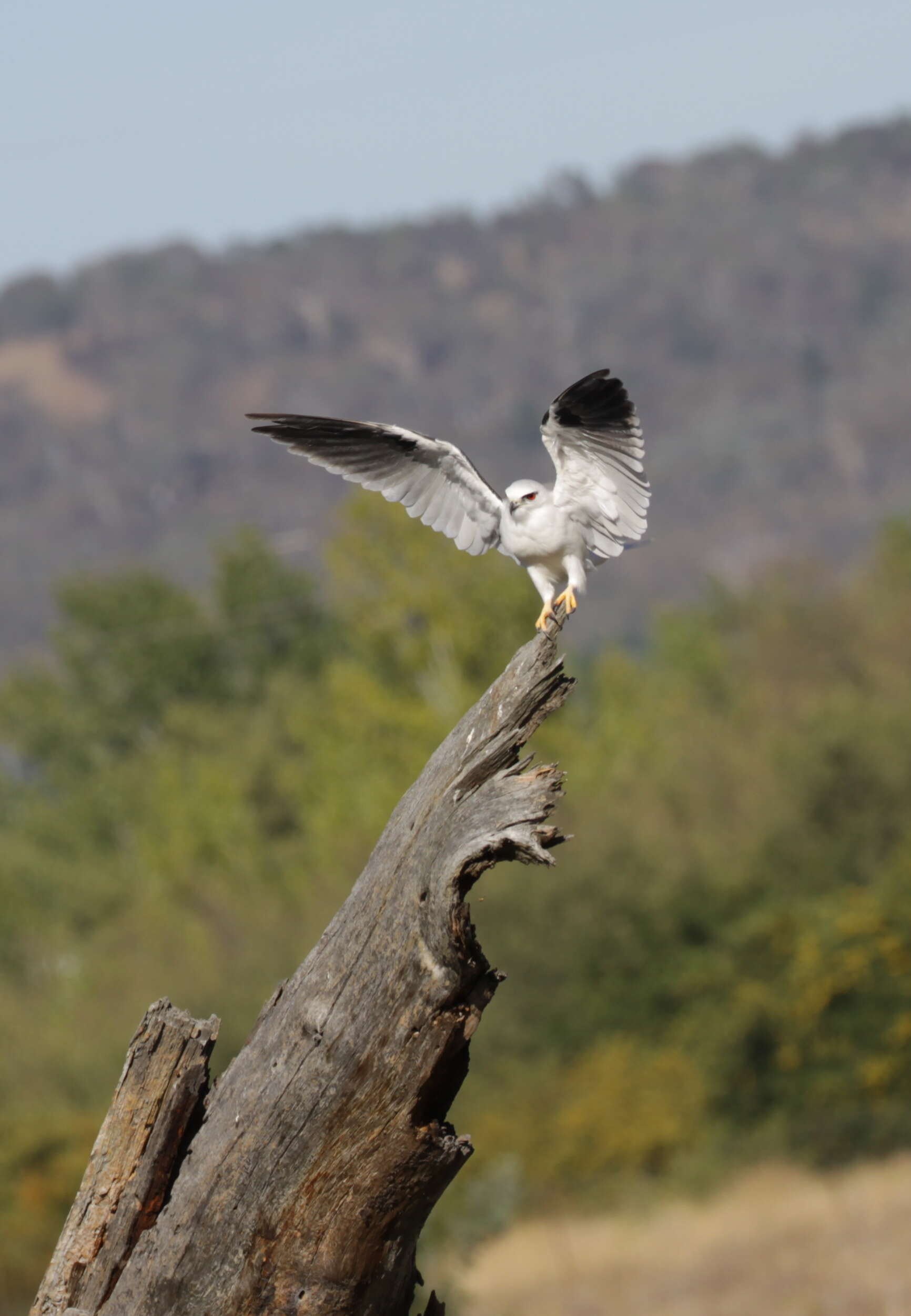 Image of Black-shouldered Kite