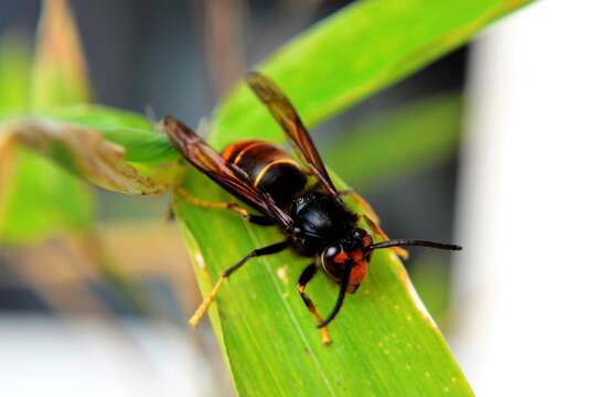 Image of Asian hornet