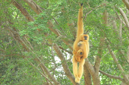 Image of Northern White-cheeked Gibbon