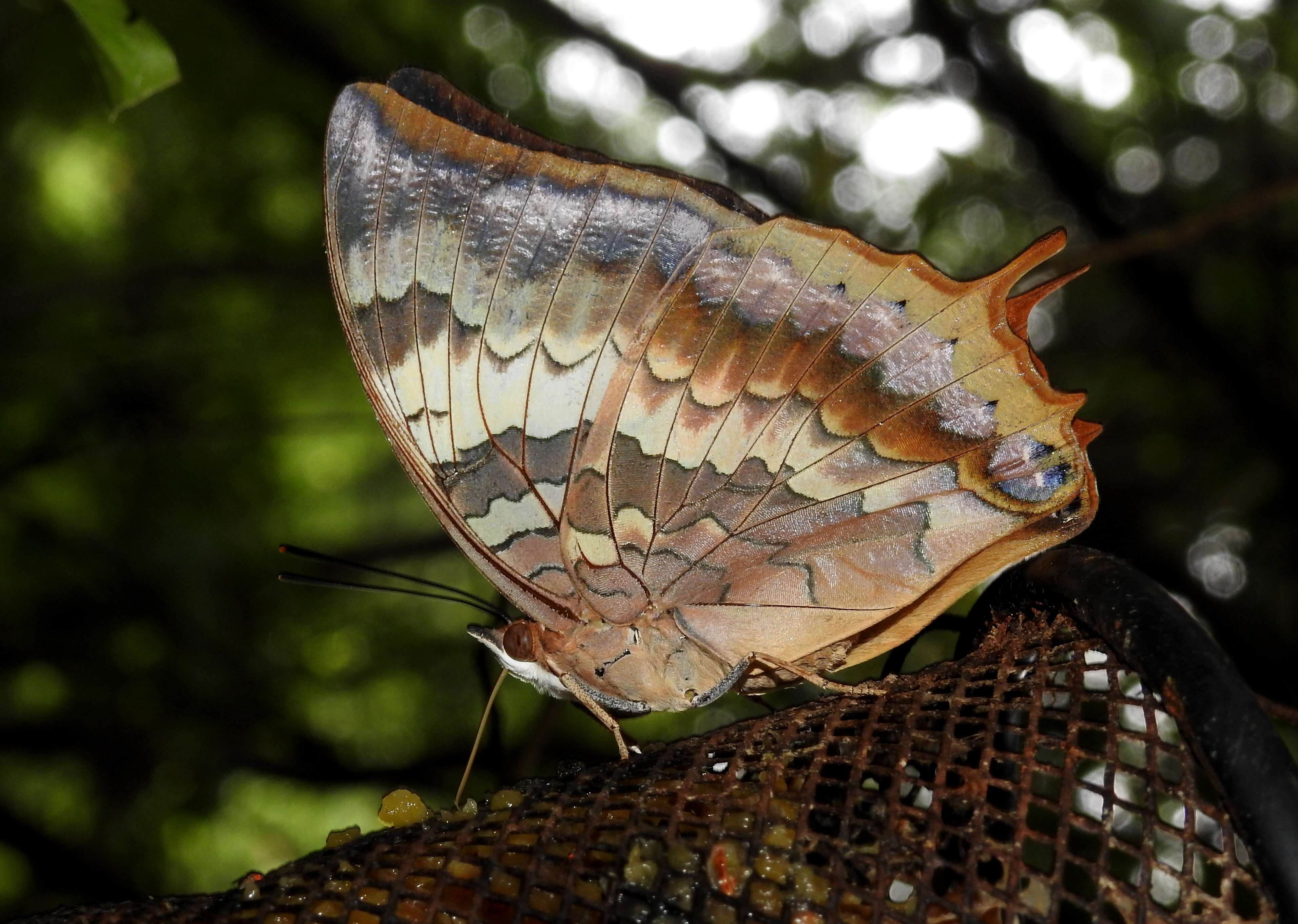 Imagem de Charaxes bernardus Fabricius 1793