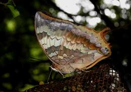 Imagem de Charaxes bernardus Fabricius 1793