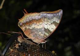 Imagem de Charaxes bernardus Fabricius 1793