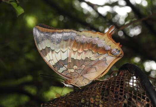 Imagem de Charaxes bernardus Fabricius 1793