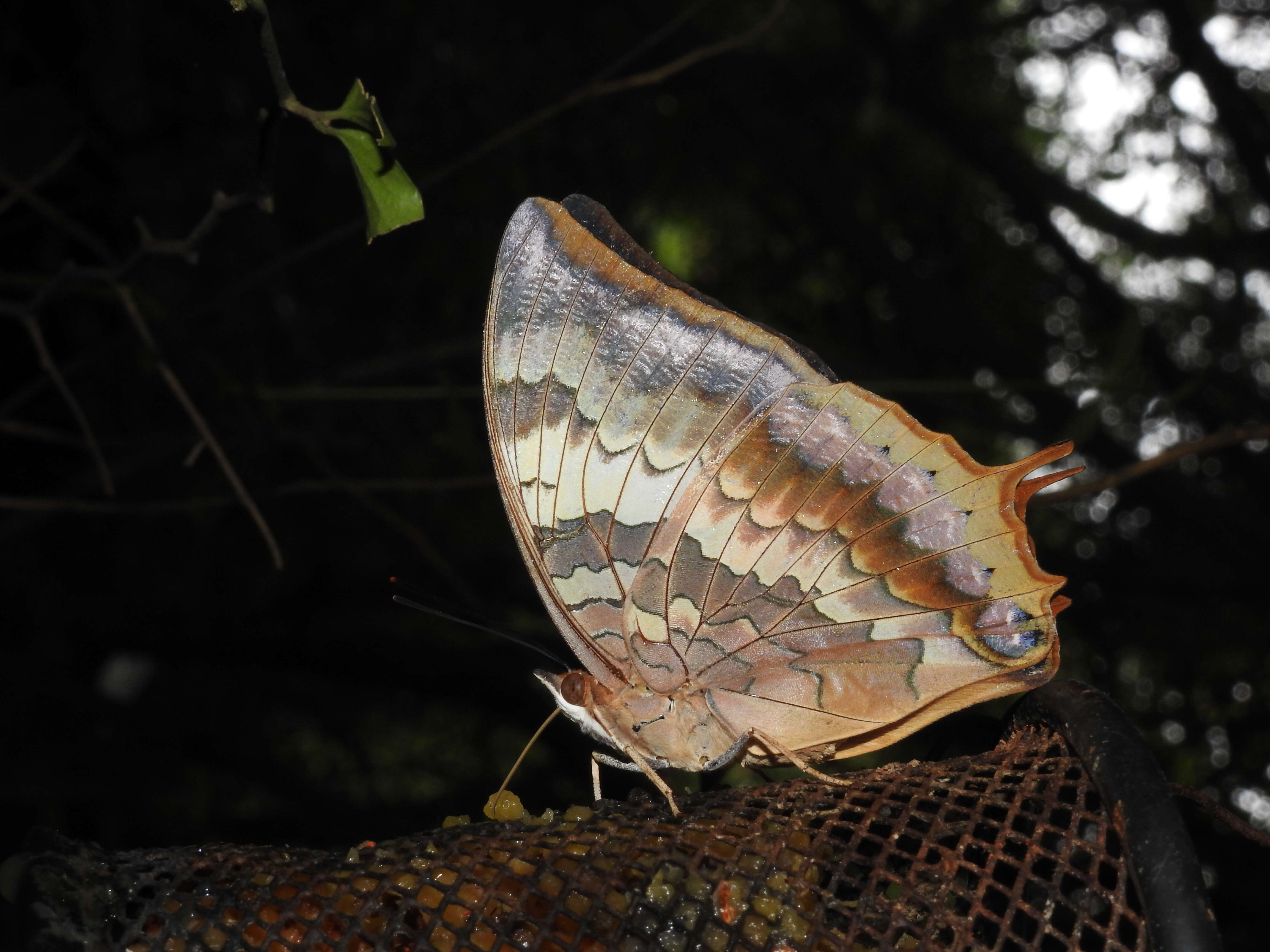 Image of Charaxes bernardus Fabricius 1793