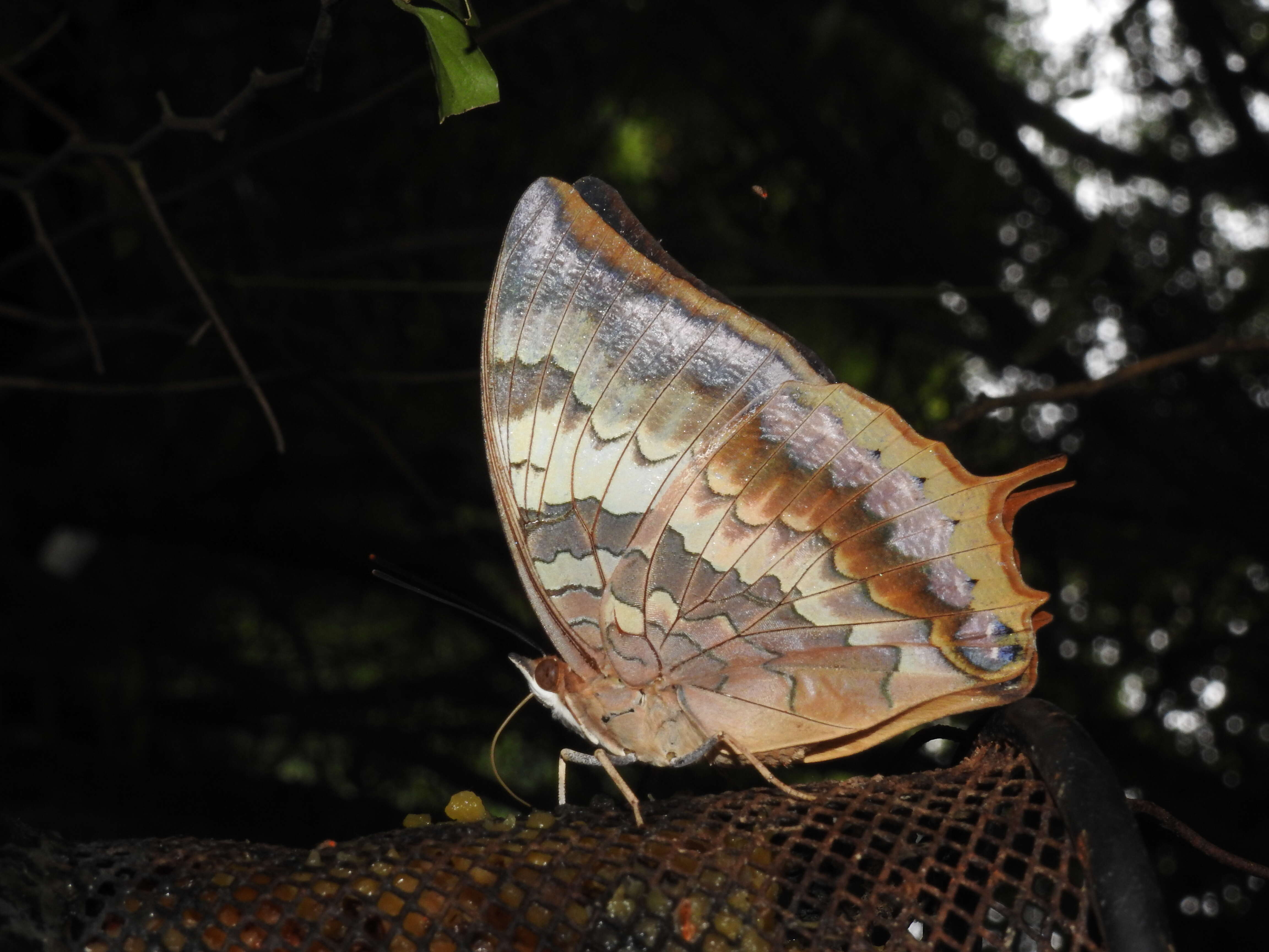 Image of Charaxes bernardus Fabricius 1793