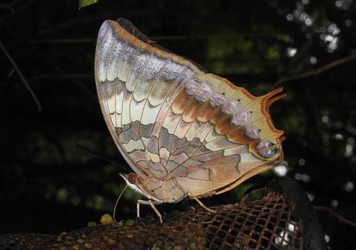 Image of Charaxes bernardus Fabricius 1793