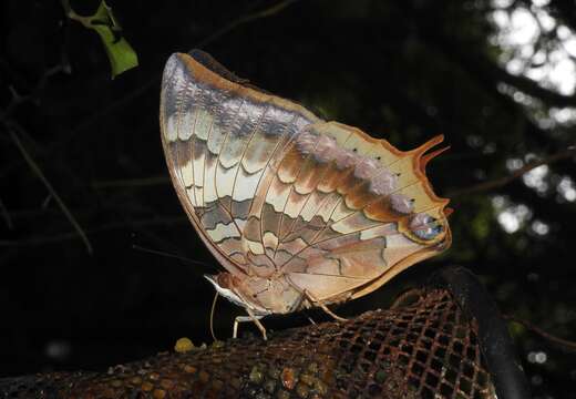 Imagem de Charaxes bernardus Fabricius 1793