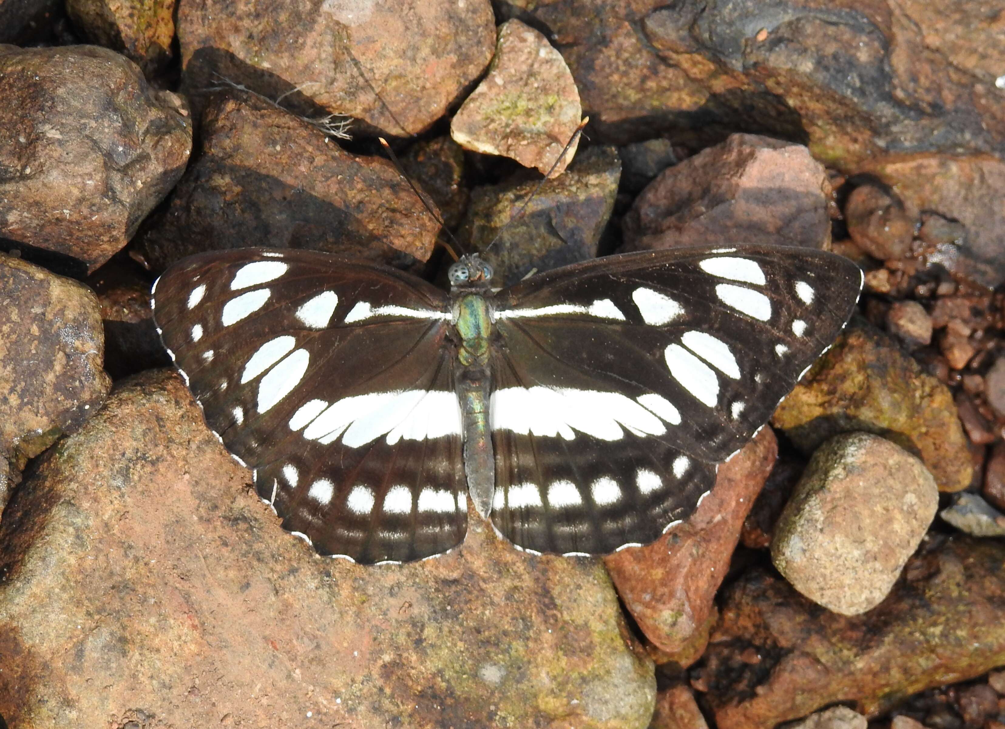 Phaedyma columella Cramer 1782 resmi