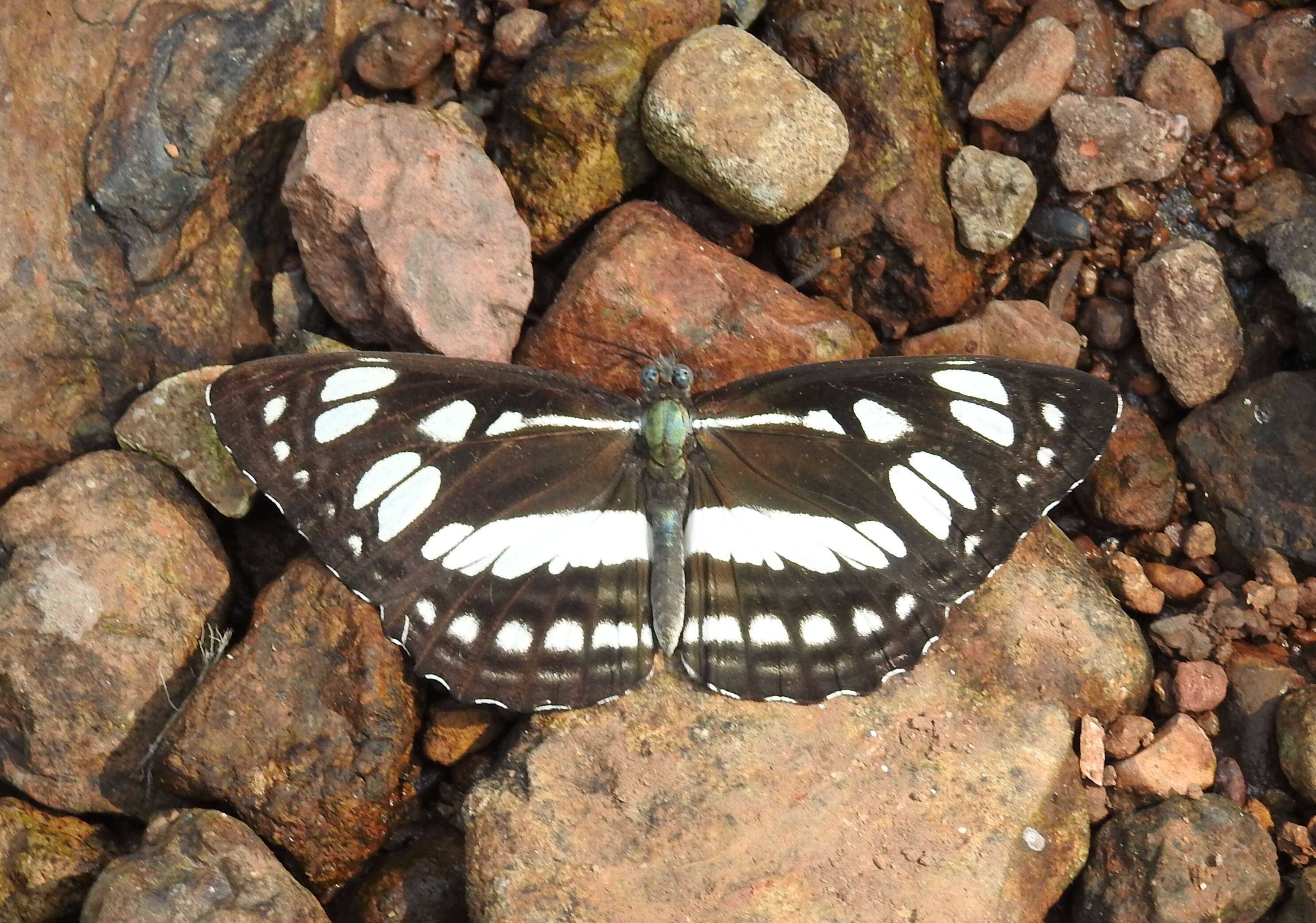 Слика од Phaedyma columella Cramer 1782