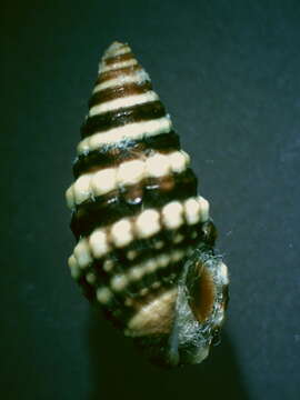 Image of Pilsbryspira nodata (C. B. Adams 1850)