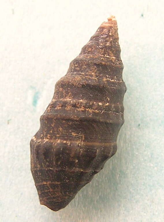 Image of Crassispira cerithoidea (Carpenter 1857)