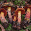 Imagem de Boletus subvelutipes