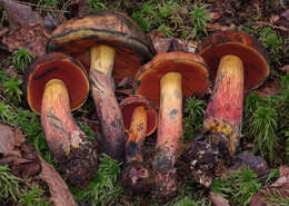 Imagem de Boletus subvelutipes